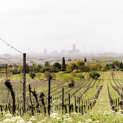 Weinberge in Wien-Stammersdorf
