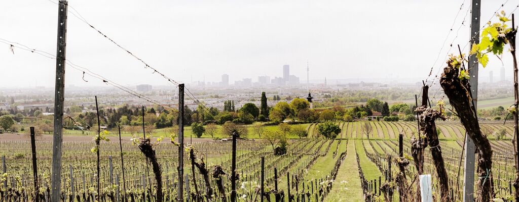 Weinberge in Wien-Stammersdorf