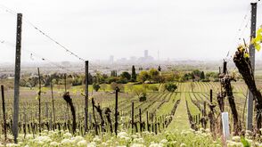 Weinberge in Wien-Stammersdorf