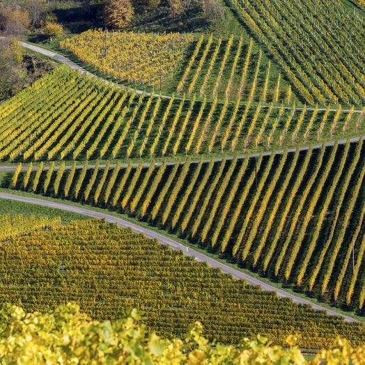 Südsteirische Weinstraße